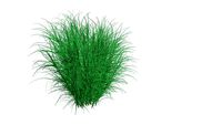 Miscanthus sinensis - Prachtriet