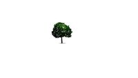 8 Scaleable Trees