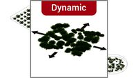 ROCKIT3D Cotoneaster dammeri 0.4 m (Bearberry cotoneaster) dynamic