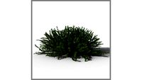ROCKIT3D Cotoneaster dammeri 0.4 m (Bearberry cotoneaster)