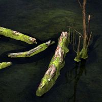 Dead tree Trunk3d model