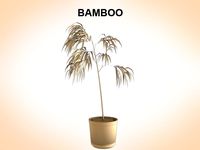 Bamboo3d model