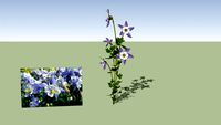 Aquilegia-Bluebird