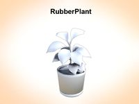 Rubber Plant3d model