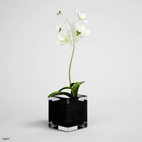 Potted Orchid Plant CGAXIS plant 143d model