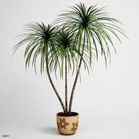 Potted Dracaena Plant CGAXIS plant 033d model