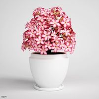 Flowering Plant in Pot CGAXIS plant 043d model
