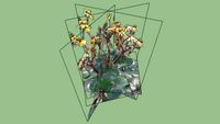 Ligularia