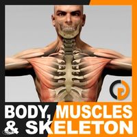 Human Male Body, Muscular System and Skeleton - Anatomy3d model