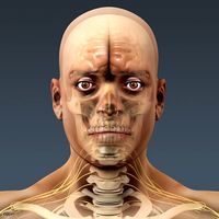 Human Male Body, Nervous System and Skeleton - Anatomy3d model