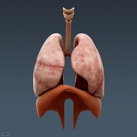 Human Male Body and Respiratory System - Anatomy3d model