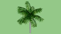 Palmera