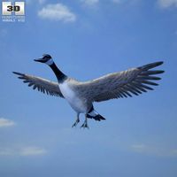 Canada Goose3d model