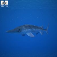 Atlantic Sturgeon (Acipenser Oxyrhynchus)3d model