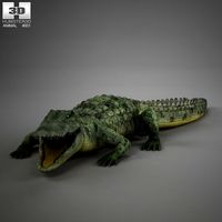 Common Crocodile High Detailed Rigged3d model