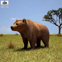 Brown Bear3d model