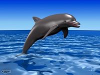 Dolphin3d model
