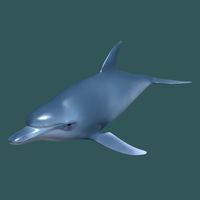 Dolphin3d model