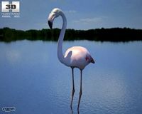 Flamingo (Phoenicopterus)3d model