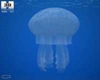 Common Jellyfish (Aurelia Aurita)3d model