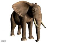 African Elephant3d model