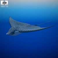 Spotted Eagle Ray3d model