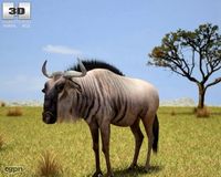 Wildebeest (Connochaetes)3d model