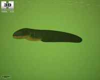 Electric Eel (Electrophorus Electricus)3d model