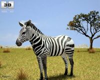 Zebra (Hippotigris)3d model