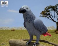 African Grey Parrot (Psittacus Erithacus)3d model