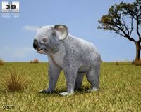 Koala (Phascolarctos Cinereus)3d model