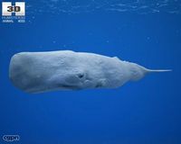 Sperm Whale (Physeter Macrocephalus)3d model