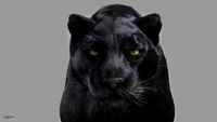 Panther3d model