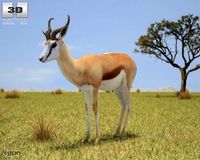 Springbok (Antidorcas Marsupialis)3d model