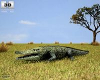 Common Crocodile (Crocodylus Niloticus)3d model