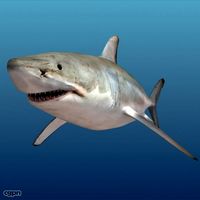 Shark3d model