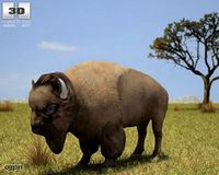 American Bison (Buffalo, Bison Bison)3d model