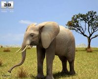African Elephant (Loxodonta)3d model