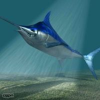 Blue marlin toon fish 3D3d model