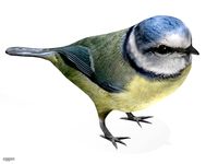 Nightingale3d model