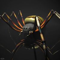 Spider Tigger Rigged3d model