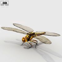 Dragonfly High Detailed Rigged3d model