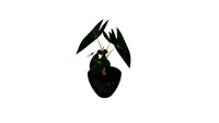 Potted interior plant - leaves