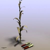 Indian Corn3d model