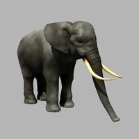 Asian elephant3d model