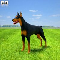 Doberman Pinscher3d model