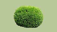 Boxwood