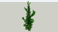Pinheiro 2D+3D (Cypress)