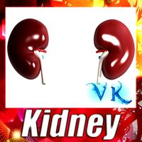 Kidney Anatomy3d model