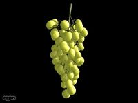 Grape3d model